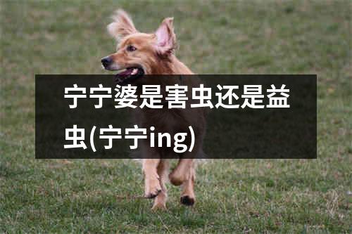 宁宁婆是害虫还是益虫(宁宁ing)