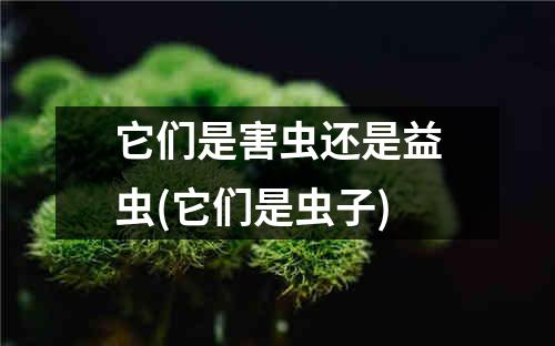 它们是害虫还是益虫(它们是虫子)