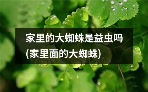 家里的大蜘蛛是益虫吗(家里面的大蜘蛛)