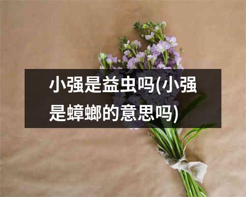 小强是益虫吗(小强是蟑螂的意思吗)