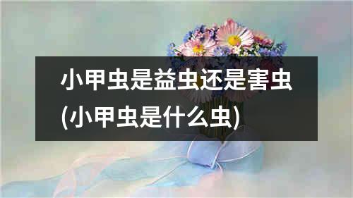 小甲虫是益虫还是害虫(小甲虫是什么虫)