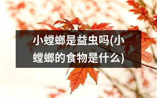 小螳螂是益虫吗(小螳螂的食物是什么)