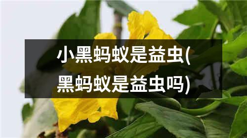 小黑蚂蚁是益虫(黑蚂蚁是益虫吗)