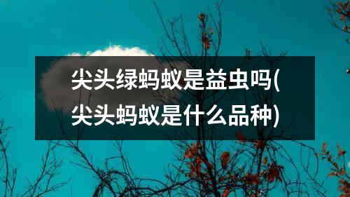 尖头绿蚂蚁是益虫吗(尖头蚂蚁是什么品种)