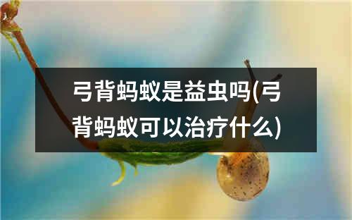 弓背蚂蚁是益虫吗(弓背蚂蚁可以治疗什么)