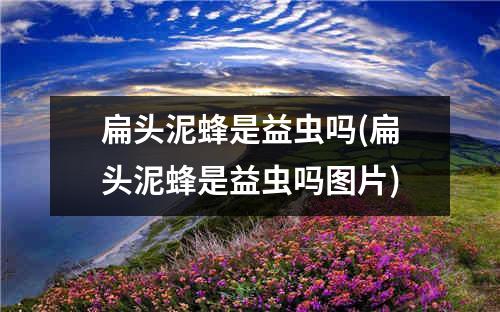 扁头泥蜂是益虫吗(扁头泥蜂是益虫吗图片)