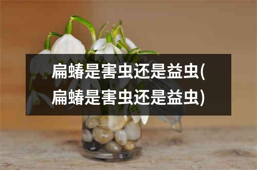 扁蝽是害虫还是益虫(扁蝽是害虫还是益虫)