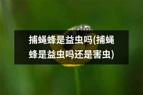 捕蝇蜂是益虫吗(捕蝇蜂是益虫吗还是害虫)