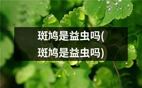 斑鸠是益虫吗(斑鸠是益虫吗)