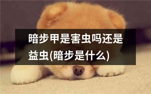 暗步甲是害虫吗还是益虫(暗步是什么)