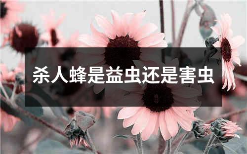 杀人蜂是益虫还是害虫