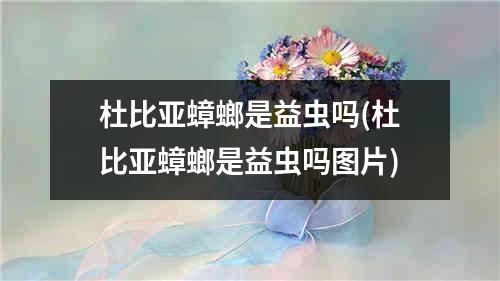 杜比亚蟑螂是益虫吗(杜比亚蟑螂是益虫吗图片)