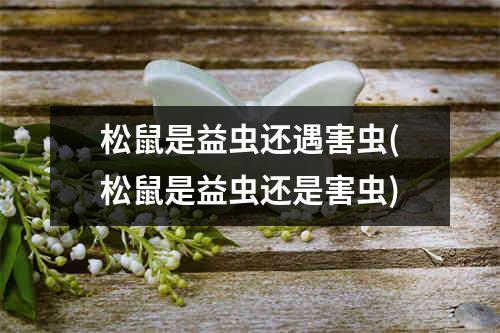 松鼠是益虫还遇害虫(松鼠是益虫还是害虫)