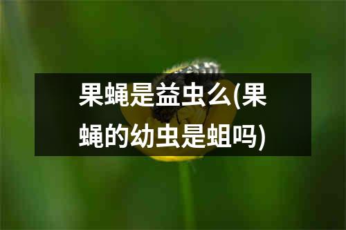 果蝇是益虫么(果蝇的幼虫是蛆吗)