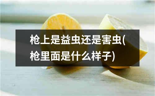 枪上是益虫还是害虫(枪里面是什么样子)