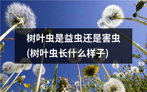 树叶虫是益虫还是害虫(树叶虫长什么样子)