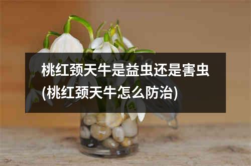 桃红颈天牛是益虫还是害虫(桃红颈天牛怎么防治)