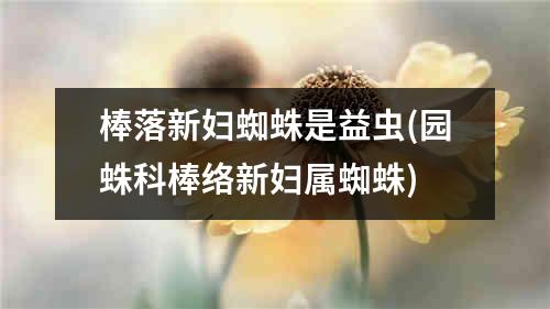 棒落新妇蜘蛛是益虫(园蛛科棒络新妇属蜘蛛)