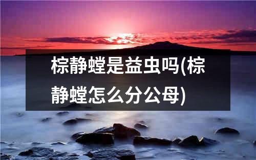 棕静螳是益虫吗(棕静螳怎么分公母)