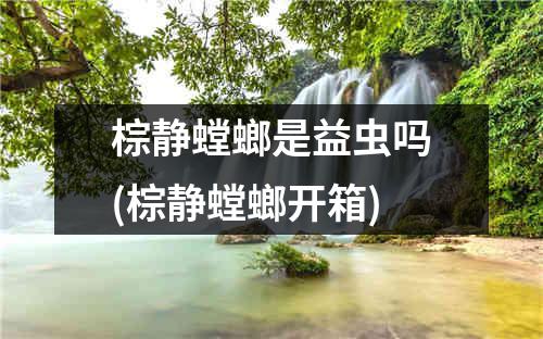 棕静螳螂是益虫吗(棕静螳螂开箱)