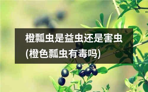 橙瓢虫是益虫还是害虫(橙色瓢虫有毒吗)