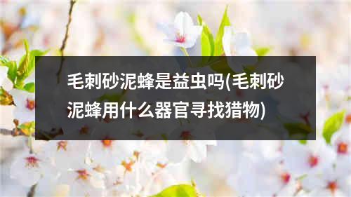 毛刺砂泥蜂是益虫吗(毛刺砂泥蜂用什么器官寻找猎物)