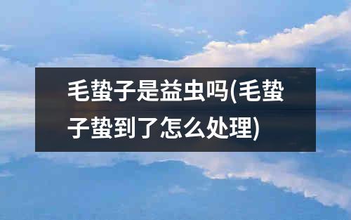 毛蛰子是益虫吗(毛蛰子蛰到了怎么处理)