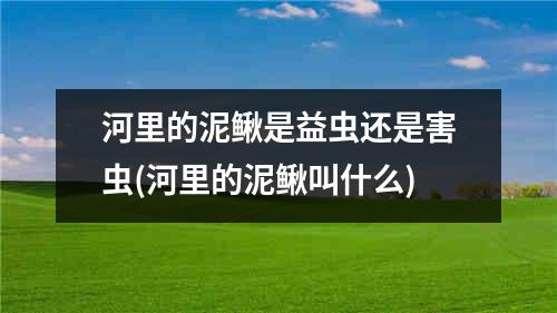 河里的泥鳅是益虫还是害虫(河里的泥鳅叫什么)