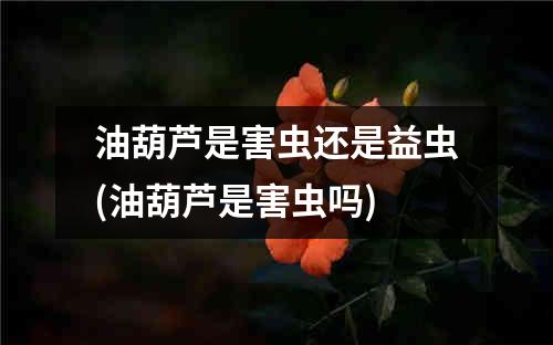 油葫芦是害虫还是益虫(油葫芦是害虫吗)