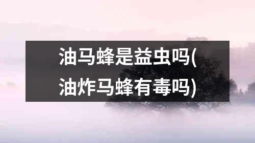 油马蜂是益虫吗(油炸马蜂有毒吗)