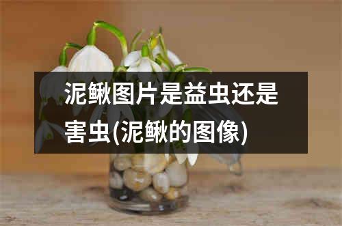 泥鳅图片是益虫还是害虫(泥鳅的图像)