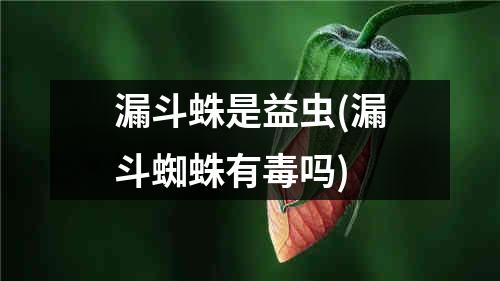 漏斗蛛是益虫(漏斗蜘蛛有毒吗)