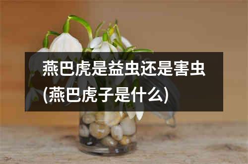 燕巴虎是益虫还是害虫(燕巴虎子是什么)