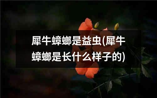 犀牛蟑螂是益虫(犀牛蟑螂是长什么样子的)