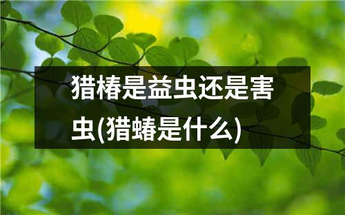 猎椿是益虫还是害虫(猎蝽是什么)