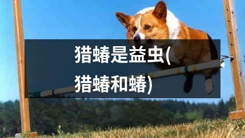 猎蝽是益虫(猎蝽和蝽)