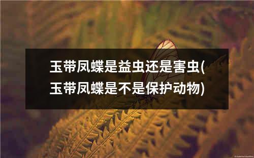 玉带凤蝶是益虫还是害虫(玉带凤蝶是不是保护动物)