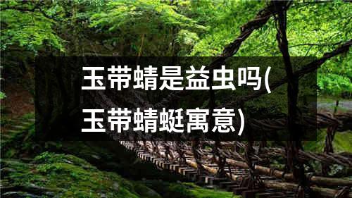 玉带蜻是益虫吗(玉带蜻蜓寓意)