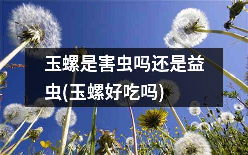 玉螺是害虫吗还是益虫(玉螺好吃吗)