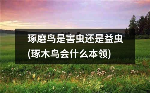 琢磨鸟是害虫还是益虫(琢木鸟会什么本领)