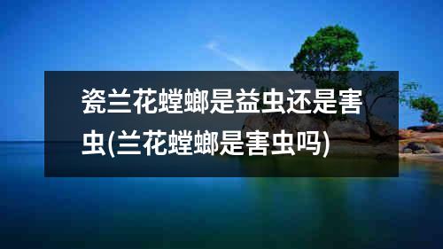 瓷兰花螳螂是益虫还是害虫(兰花螳螂是害虫吗)