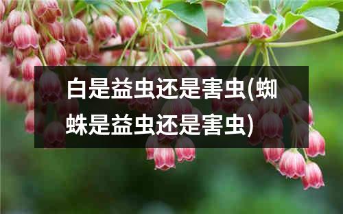 白是益虫还是害虫(蜘蛛是益虫还是害虫)