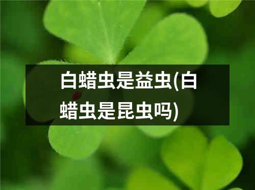 白蜡虫是益虫(白蜡虫是昆虫吗)