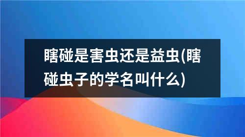 瞎碰是害虫还是益虫(瞎碰虫子的学名叫什么)