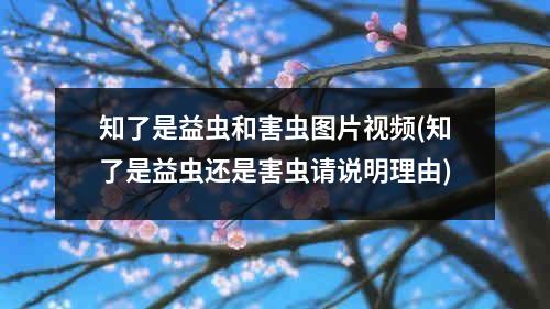 知了是益虫和害虫图片视频(知了是益虫还是害虫请说明理由)