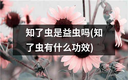 知了虫是益虫吗(知了虫有什么功效)