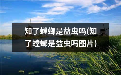 知了螳螂是益虫吗(知了螳螂是益虫吗图片)