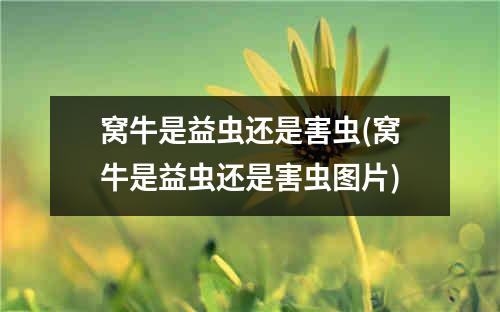 窝牛是益虫还是害虫(窝牛是益虫还是害虫图片)