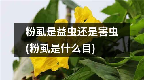 粉虱是益虫还是害虫(粉虱是什么目)