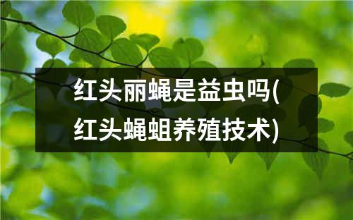 红头丽蝇是益虫吗(红头蝇蛆养殖技术)